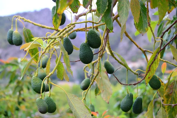 Abacates Árvore Espanha — Fotografia de Stock