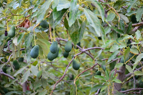 Avokado Vid Trädet Spanien — Stockfoto