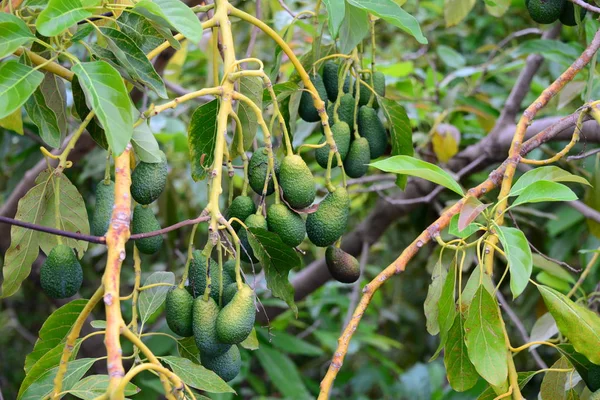 Avokado Träd Spanien — Stockfoto