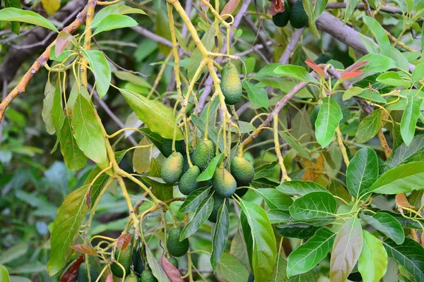 Avocados Tree Spain — стоковое фото