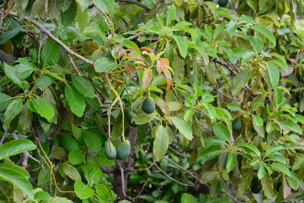 Spanya Ağaçta Avokadolar — Stok fotoğraf