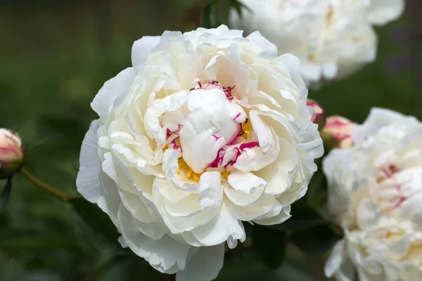 Płatki Kwiatów Piwonii Flora — Zdjęcie stockowe