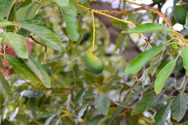 Avocados Árbol Con Dolor —  Fotos de Stock