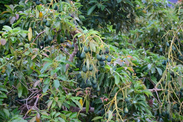 Avocado Aan Boom Spanje — Stockfoto