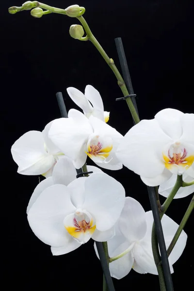 Orquídea Branca Isolada Preto — Fotografia de Stock