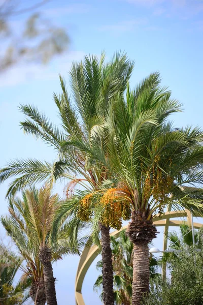 棕榈叶背 复制空间 — 图库照片