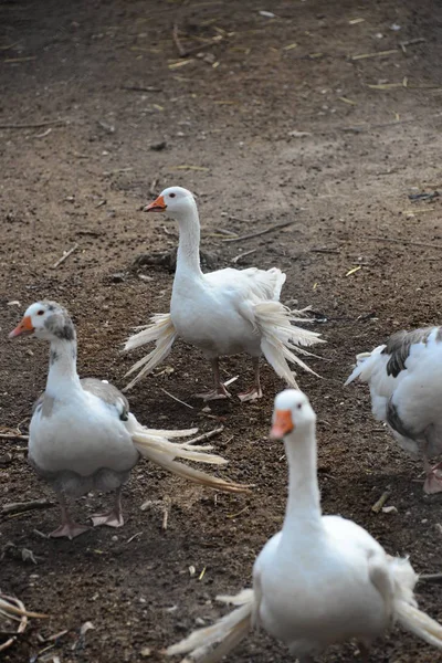 Full Geese Dolor — Foto de Stock