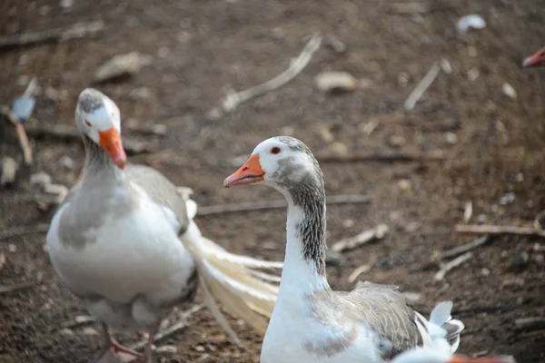 Full Geese Spain — Stock Photo, Image