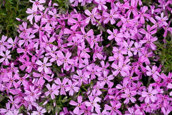 Aubrieta Cultorum Rosa Roxo Pequenas Flores — Fotografia de Stock