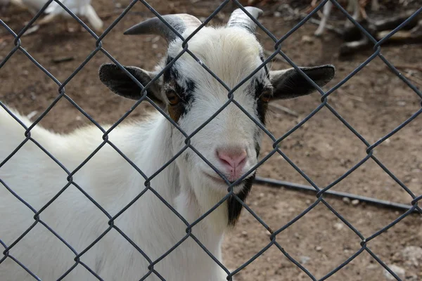 Goats Spain — стоковое фото