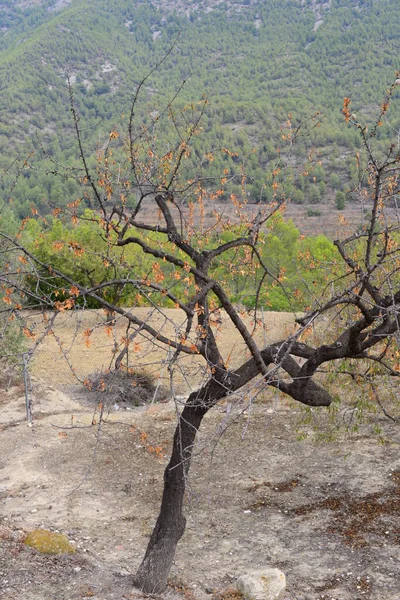 Amandes Amande Épeautre — Photo