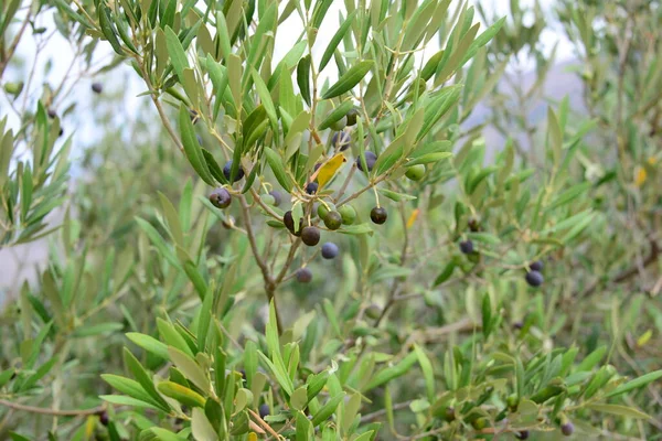 Oliven Olivenbäume Olivenöl Ast Sommer Spanien — Stockfoto