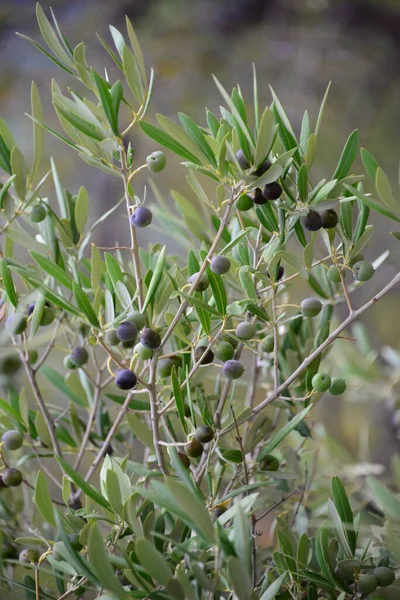 Olive Olivier Huile Olive Ast Branche Été Espagne — Photo