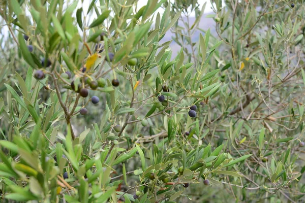 Oliven Olivenbäume Olivenöl Ast Sommer Spanien — Stockfoto