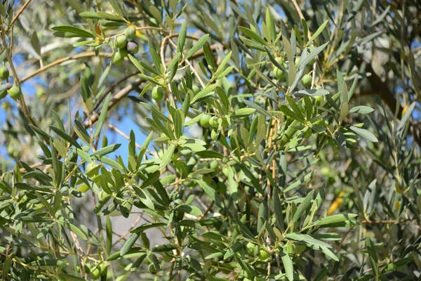 Oliven Olivenbäume Olivenöl Ast Sommer Spanien — Stockfoto