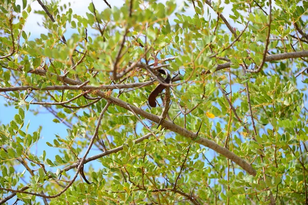 Spanya Maymun Ekmek Ağacı — Stok fotoğraf
