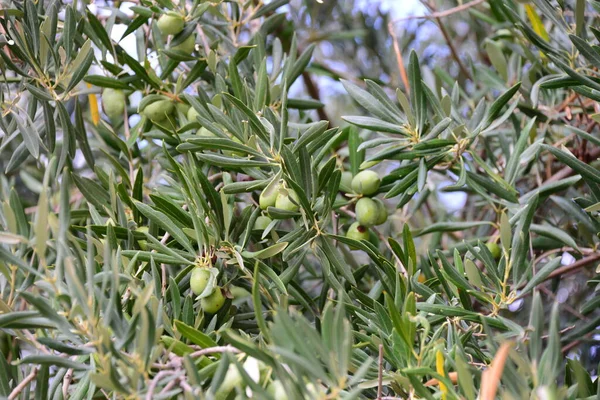 olive,olive tree,olive oil,ast,branch,summer,spain