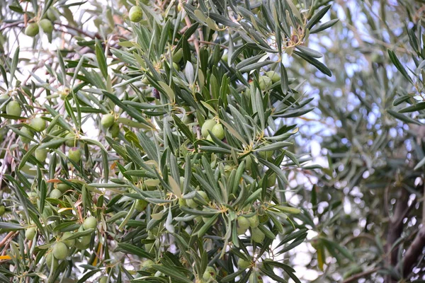 Oliven Olivenbäume Olivenöl Ast Sommer Spanien — Stockfoto