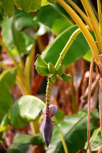 Bananana Spana Çiklar — Stok fotoğraf