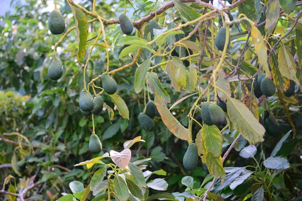 Avocats Arbres Poussant Dans Les Jardins Nature Les Tribunes — Photo