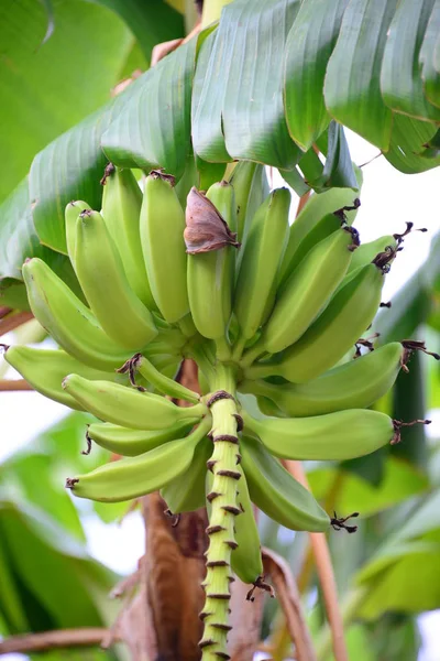 Τροπικό Δέντρο Μπανάνας Τροπικά Φύλλα — Φωτογραφία Αρχείου