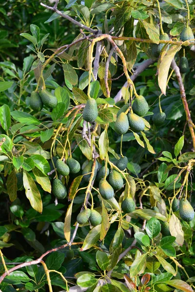 Avocados Baum Der Garten Natur Und Foren Wächst — Stockfoto