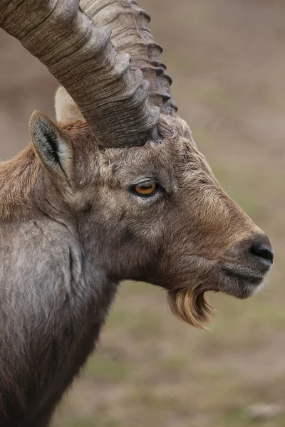 Retrato Macho Ibex Capra Ibex Vista Lateral — Fotografia de Stock