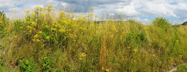 Zarostlý Plevelem Ragwort Nábřeží Panorama — Stock fotografie