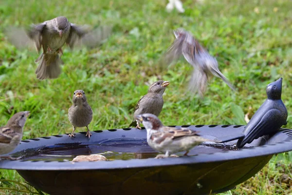 House Sparrows Birdbath — Stock Photo, Image