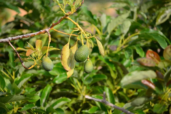 Avocados Деревья Растущие Саду Природа Форумы — стоковое фото