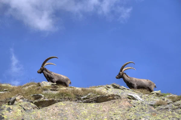 Ibex Στο Εθνικό Πάρκο Paradiso — Φωτογραφία Αρχείου