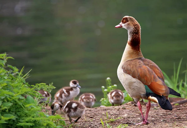 Egyptian Goose Chicks Neckar Heidelberg — Stock Photo, Image