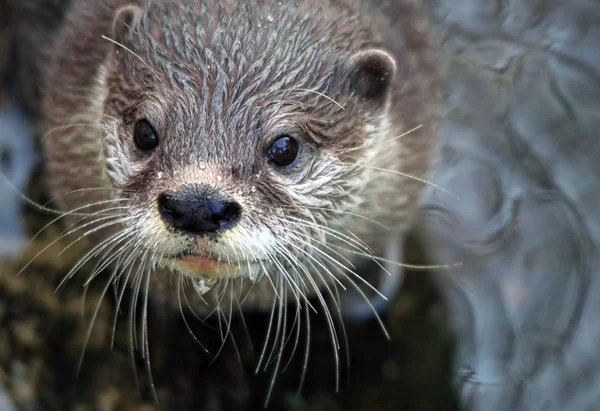 Asian Dwarf Otter Aonyx Cinerea — Stock Photo, Image