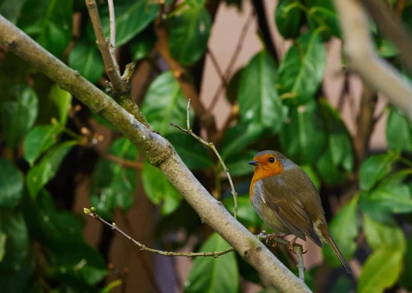 Vue Panoramique Bel Oiseau Nature — Photo