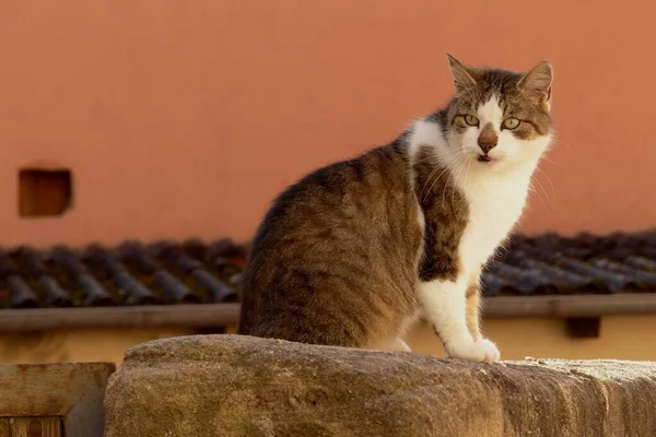 Nell Accogliente Tranquillità Del Sole Del Mattino Siede Gatto Montato — Foto Stock