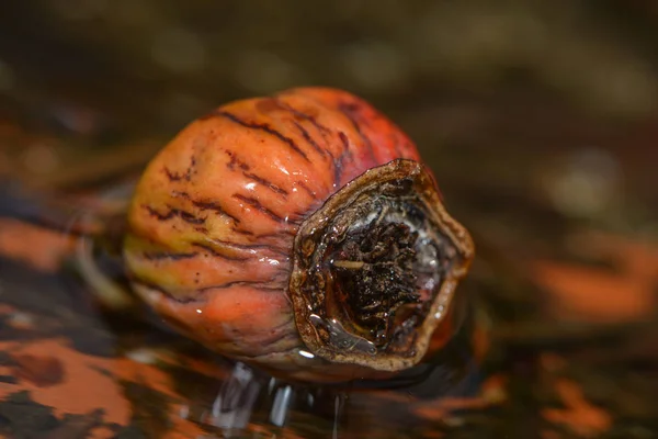 Frutto Rosa Pozzanghera Acqua — Foto Stock