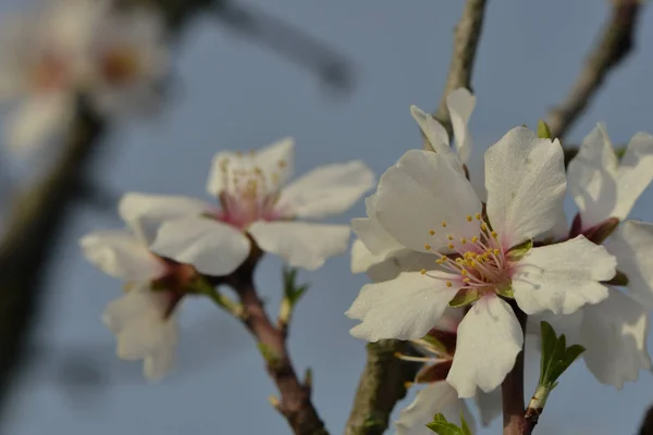 枝に春の花を咲かせ — ストック写真