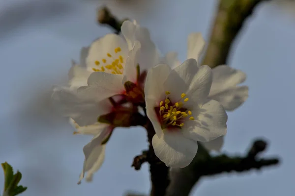 枝に春の花を咲かせ — ストック写真