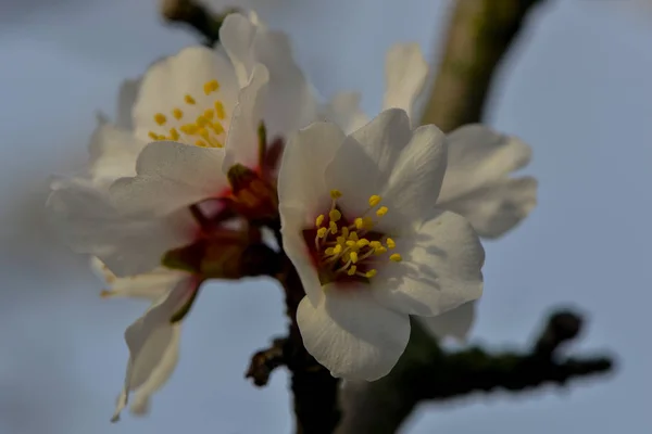 Flores Primavera Florescendo Ramos — Fotografia de Stock