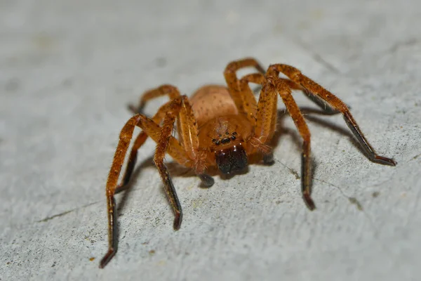 Close Bug Natureza Selvagem — Fotografia de Stock