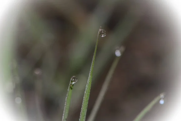 Rosée Matin Dans Prairie — Photo