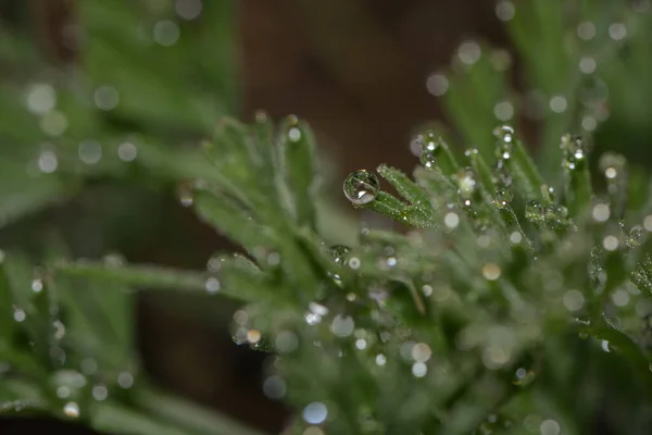 Morning Dew Meadow — Stock Photo, Image