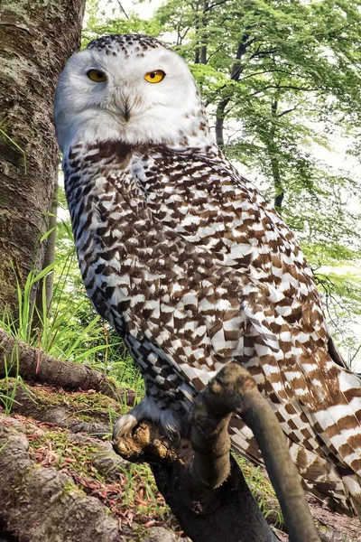 Snowy Owl Tree Trunk — Stock Photo, Image