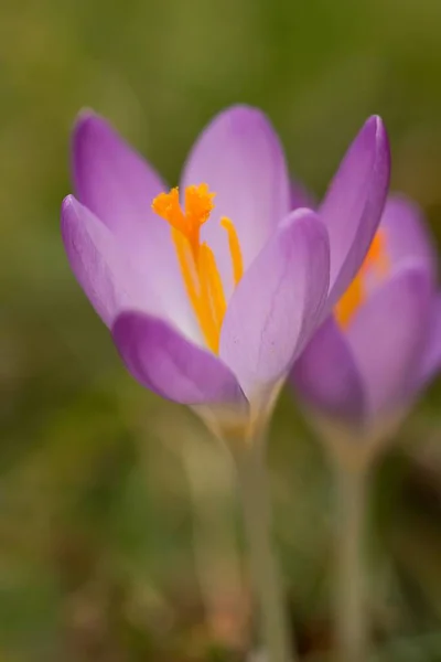 Lila Krokusar Vårblommor Kronblad — Stockfoto