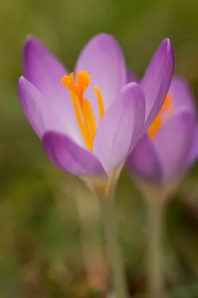 Purpurowe Krokusy Wiosenne Płatki Kwiatów — Zdjęcie stockowe