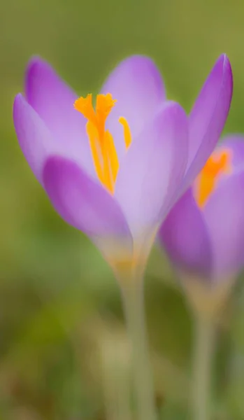 Krokusy Wiosenne Flora Płatki — Zdjęcie stockowe