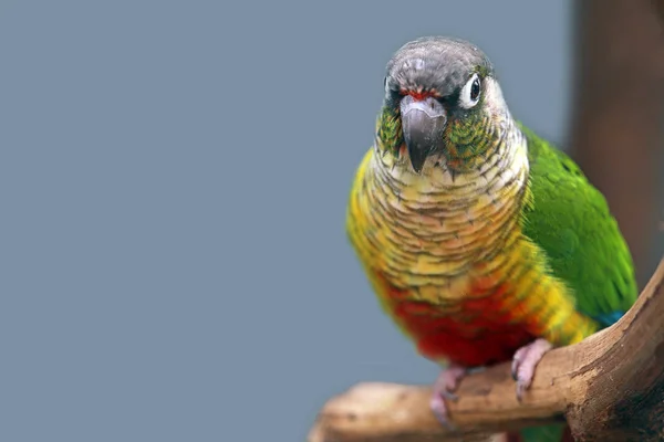 Γραφική Θέα Του Όμορφου Παπαγάλου Πουλί Στη Φύση — Φωτογραφία Αρχείου
