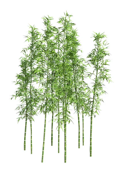 Representación Árboles Bambú Aislados Sobre Fondo Blanco —  Fotos de Stock