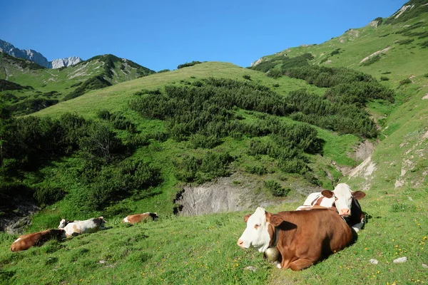 Живописный Вид Милых Домашних Коров — стоковое фото