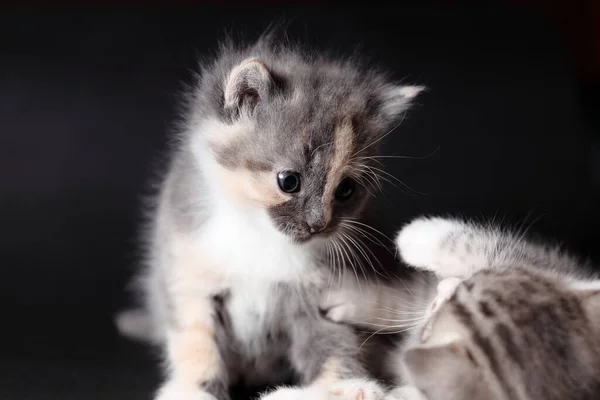 Two Cats Play — Stock Photo, Image